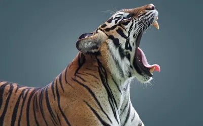 Обои тигр, tiger, cute animals, 4k, Животные #16738