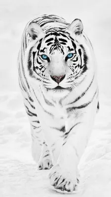 Крутые обои тигр - 33 фото