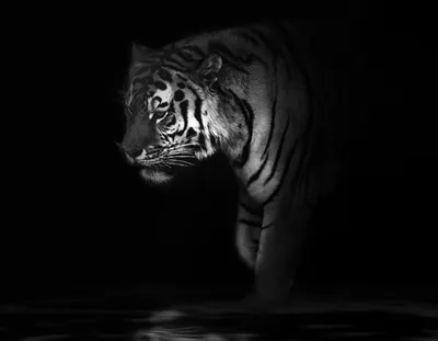 Обои \"Тигры\" на рабочий стол, скачать бесплатно лучшие картинки Тигры на  заставку ПК (компьютера) | mob.org