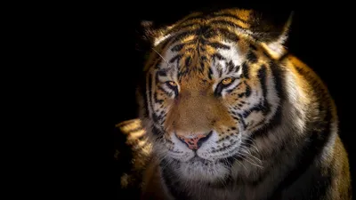 Крутые обои тигр - 33 фото