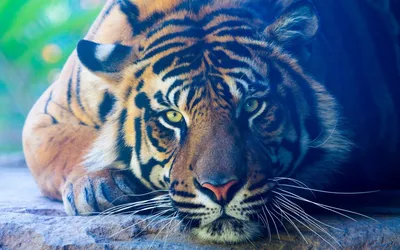 Обои тигр, взгляд, дикая природа, большая кошка, животное картинки на  рабочий стол, фото скачать бесплатно