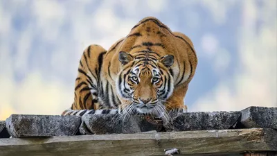 Черный тигр обои - 59 фото