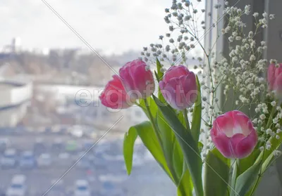 Весна. Цветы. Вид из окна - Миронова Мария