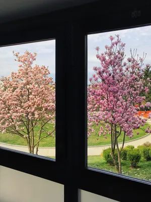 Картинки ранняя весна за окном (66 фото) » Картинки и статусы про  окружающий мир вокруг