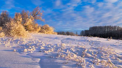 Обои Природа Зима, обои для рабочего стола, фотографии природа, зима, лес,  снег Обои для рабочего стола, скачать обои картинки заставки на рабочий стол .