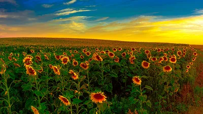 Image Nature Fields Sunflowers sunrise and sunset 1366x768
