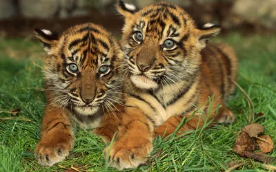 Обои на рабочий стол: Тигры, Животные - скачать картинку на ПК бесплатно №  37931