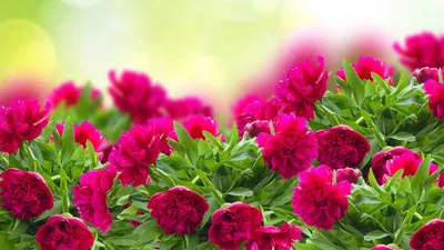Цветы, которые по своей пышности и красоте могли бы состязаться с Пионами *  Интернет-магазин Flowers Country - цветы с доставкой