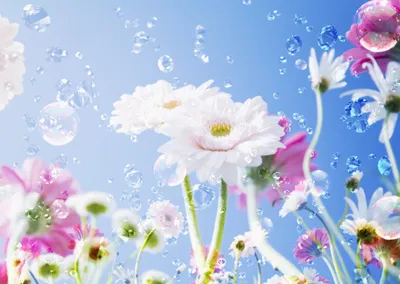 Картинки весна, природа, цветение, Крокусы, первоцвет, цветы, небо, - обои  1920x1080, картинка №10980
