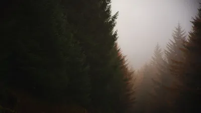 Обои лес, хвойный, туман, деревья, осень картинки на рабочий стол, фото  скачать бесплатно