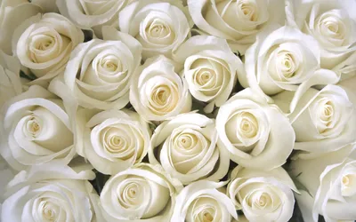 Обои Цветы Розы, обои для рабочего стола, фотографии цветы, розы, white,  roses, белые Обои для рабочего стола, скачать обои картинки заставки на рабочий  стол.