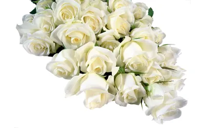 Фото Розы Белый Цветы Белый фон 1920x1200