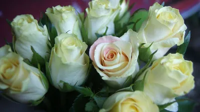 Обои розы, букет, белые, бутоны картинки на рабочий стол, фото скачать  бесплатно
