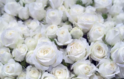 Мелкие белые розы - 61 фото