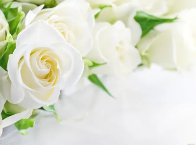 Обои Цветы Розы, обои для рабочего стола, фотографии цветы, розы, белые,  бутон Обои для рабочего стола, скачать обои картинки заставки на рабочий  стол.