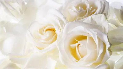 Белые розы скачать фото обои для рабочего стола