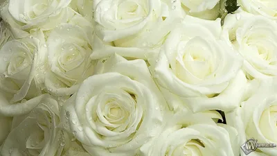 Белые розы. Обои для рабочего стола. 1920x1080