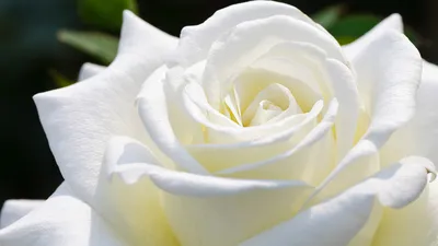 Скачать обои Белые розы (Белые розы) для рабочего стола 1920х1080 (16:9)  бесплатно, Макро фото Белые розы Белые розы на рабочий стол. | WPAPERS.RU  (Wallpapers).