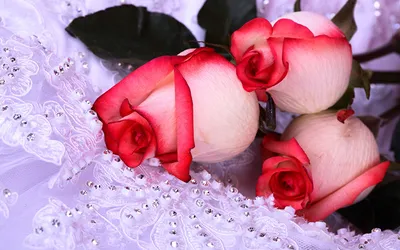 Обои розы, букеты, цветы, белые, красиво картинки на рабочий стол, фото  скачать бесплатно
