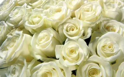 Корзина белых роз обои для рабочего стола, картинки и фото - RabStol.net