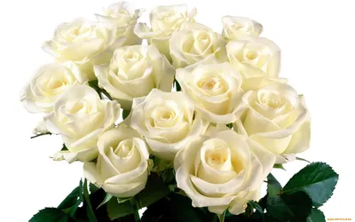 Белые розы обои - 61 фото