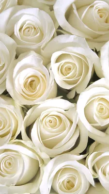Обои Цветы Розы, обои для рабочего стола, фотографии цветы, розы, белые  Обои для рабочего стола, скачать обои картинки заставки на рабочий стол.