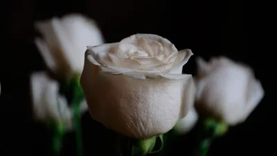 Обои для рабочего стола роза белая Цветы вблизи 1080x1920