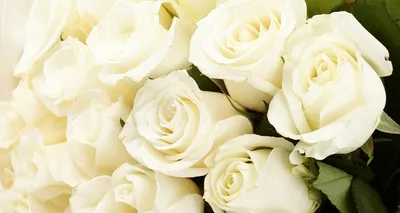 Фон рабочего стола где видно белые розы, свадебный букет, бутоны, фото,  обои, красивые заставки, White roses, wedding bouquet, buds, photo,  wallpaper, beautiful screensavers