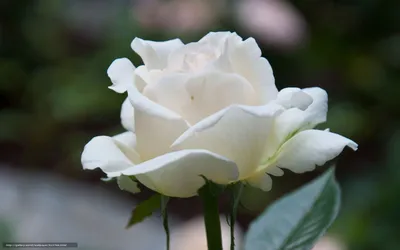 Скачать обои белая, цветок, роза, макро бесплатно для рабочего стола в  разрешении 1920x1200 — ка… | Rosas blancas con frases, Rosas blancas, Rosas  fondo de pantalla