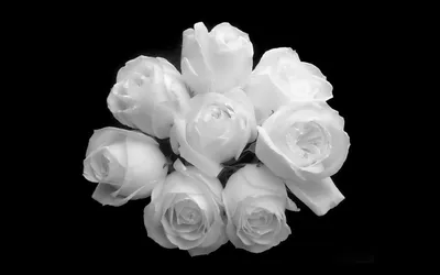 Обои Белые розы, картинки - Обои для рабочего стола Белые розы фото из  альбома: (цветы)