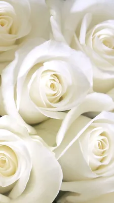Скачать обои Цветы A. D. Greer, букет белых роз в вазе на рабочий стол  1600x1200