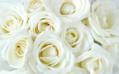 Цветы Розы розы, белые, капли, макро, цветы фото, обои на рабочий стол