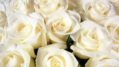 на столе перед окном стоят белые розы в вазах Фон Обои Изображение для  бесплатной загрузки - Pngtree