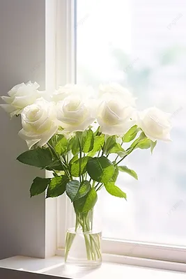 Обои на рабочий стол белые розы - красивые фото