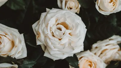 Обои белые, букет, стол, розы, листья, цветы на рабочий стол