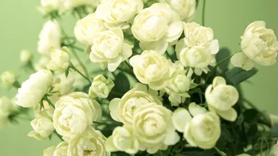 Букет белых роз скачать фото обои для рабочего стола