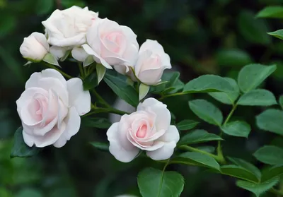 белые розы на подоконнике Фон Обои Изображение для бесплатной загрузки -  Pngtree