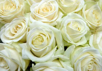 Обои розы, белый, цветы, цветение, растение картинки на рабочий стол, фото  скачать бесплатно