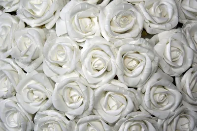 Красивые белые розы растут - обои на рабочий стол
