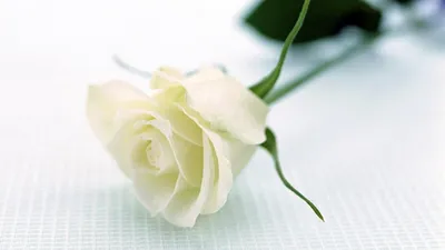 Обои на рабочий стол белые розы - красивые фото