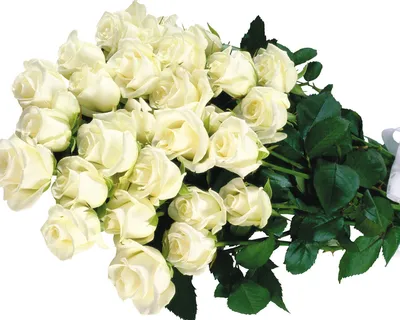 Белые розы обои - 61 фото
