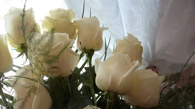 Обои на рабочий стол Сердце Валентина 'ы день Роза, белые розы, любовь,  белый, сердце png | PNGWing