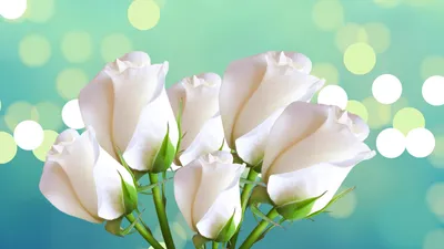 Розово-белые розы, бутоны - Цветы - Обои на рабочий стол - Галерейка