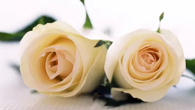 Обои 1280x1024. Белые розы. Цветы большие картинки на рабочий стол и обои.