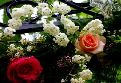 Цветы Розы розы, красные, букет, цветы, ленточка, белый фон фото, обои на рабочий  стол