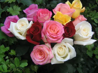 Обои розы, букет, белый картинки на рабочий стол, фото скачать бесплатно