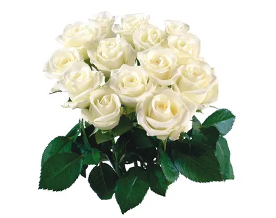 Обои для рабочего стола Букеты Розы белых Цветы Белый фон Крупным