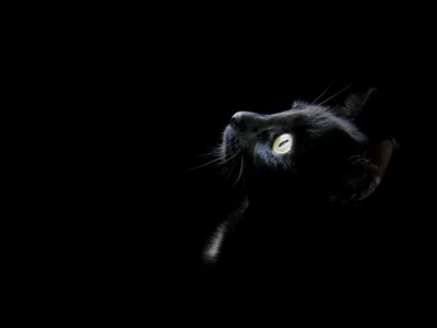 чёрный кот - Black ART - Обои на рабочий стол - web.A.net