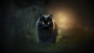Обои на рабочий стол Черный кот стоит на траве ночью, обои для рабочего  стола, скачать обои, обои бесплатно