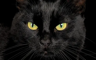 Картинка на рабочий стол глаза, черный кот, взгляд 2560 x 1600